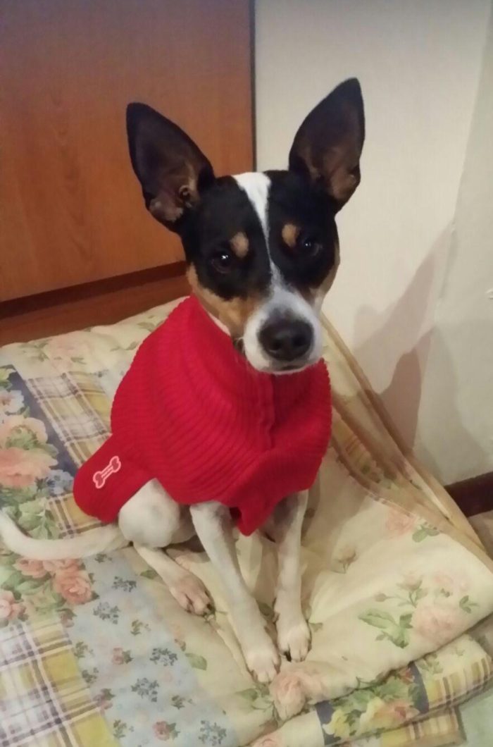 Jack Russel 12anni PADRONA ENTRATA IN RSA 11/8 ,TOBY È SOLO!! MILANO