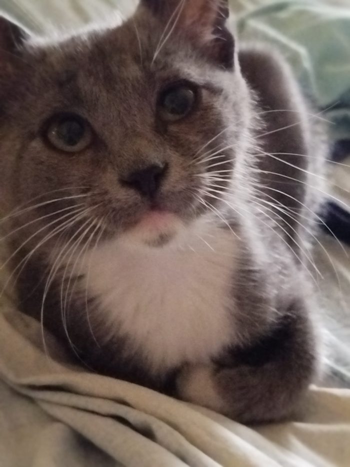 Yuki cerca una casa amorevole