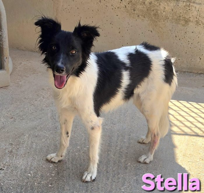 Stella simil border collie
