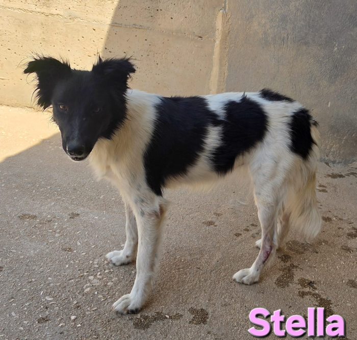Stella simil border collie - media 4