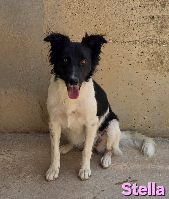 Stella simil border collie