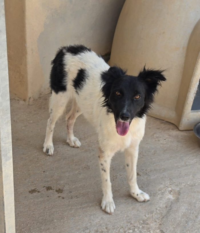 Stella simil border collie