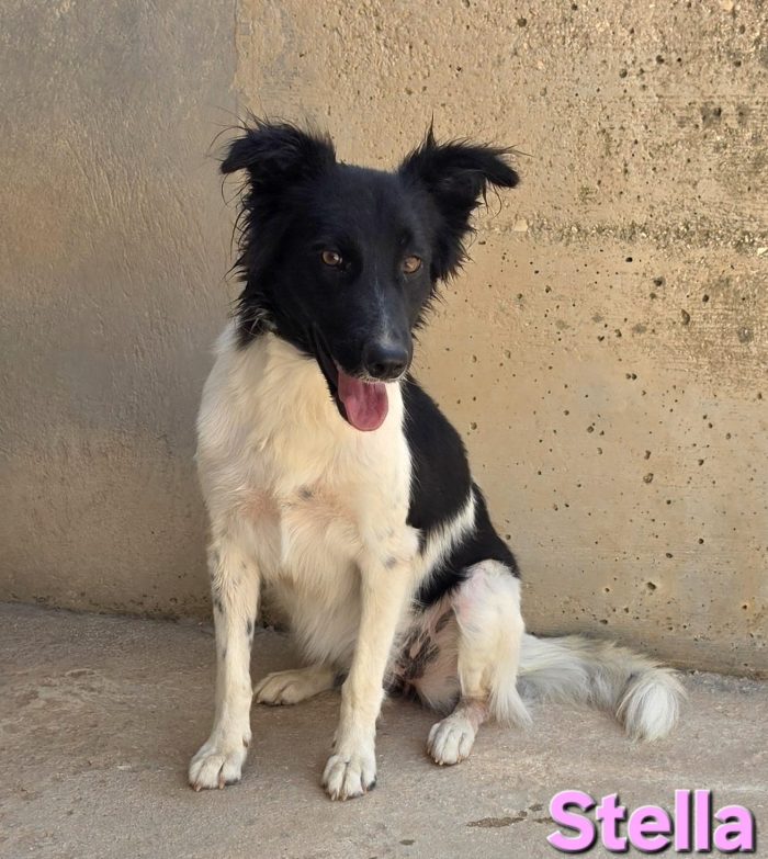 Stella simil border collie - media 5