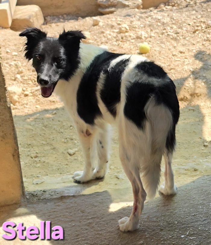 Stella simil border collie - media 6