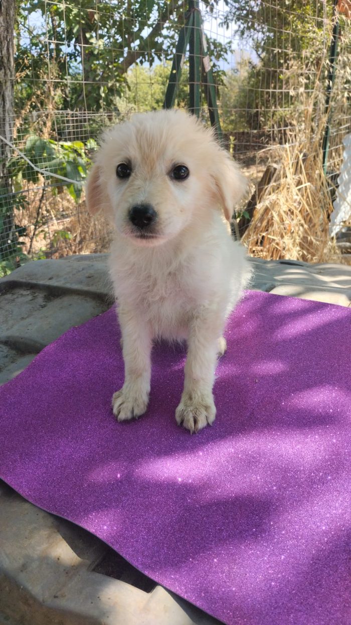 💕CUCCIOLA JENNY 🐾 CERCA CASA 🏠❤️ - media 8
