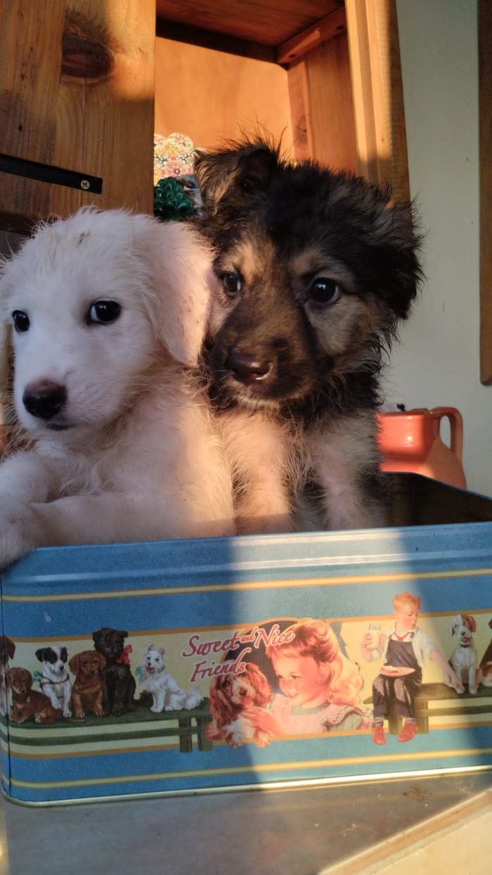 🐾 CUCCIOLA FLORY CERCA CASA 🏠❤️