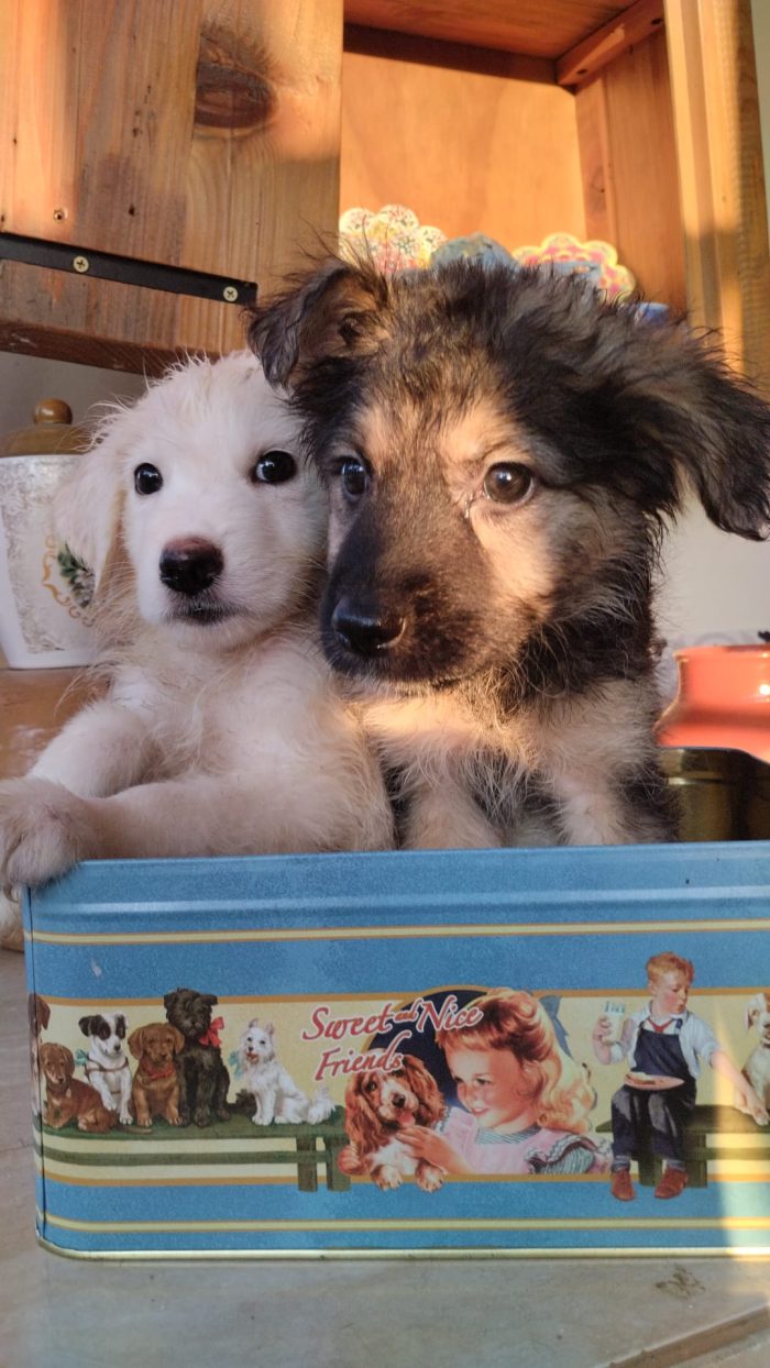 🐾 CUCCIOLA FLORY CERCA CASA 🏠❤️