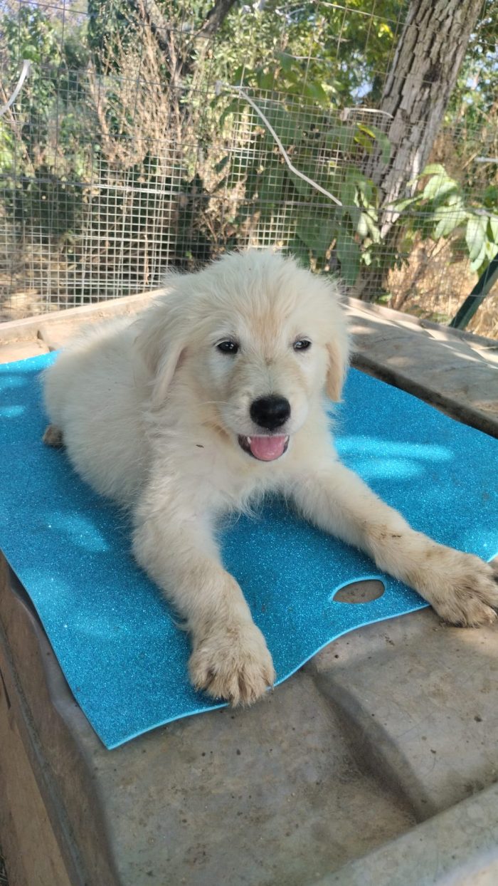 🐾 CUCCIOLO KIMO CERCA CASA 🏠❤️