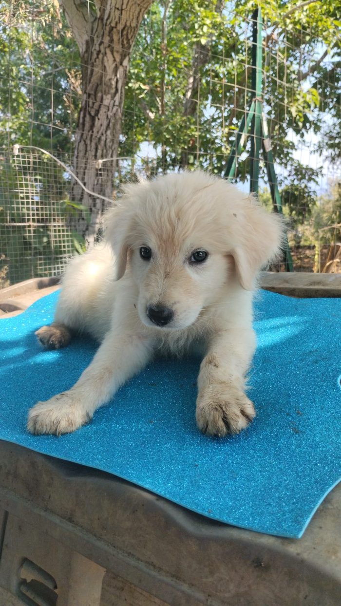 🐾 CUCCIOLO KIMO CERCA CASA 🏠❤️ - media 9