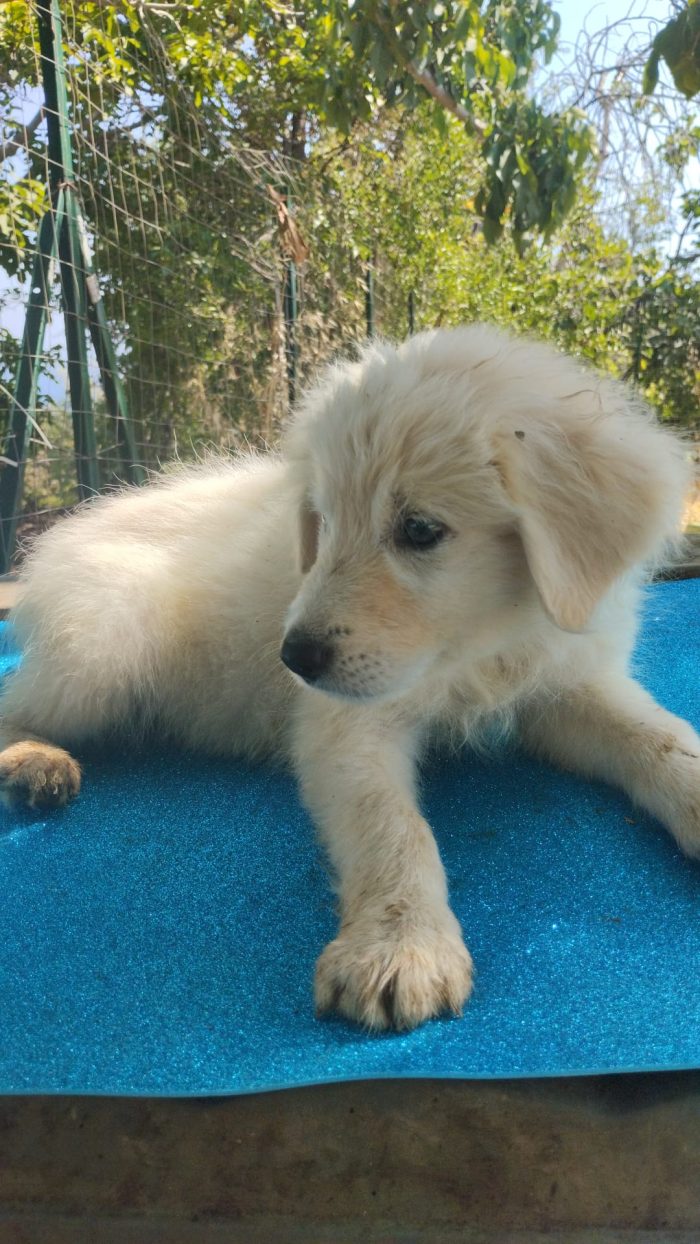🐾 CUCCIOLO KIMO CERCA CASA 🏠❤️ - media 7