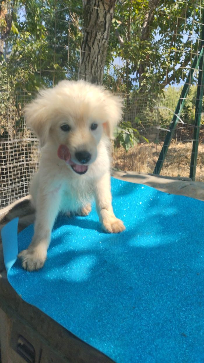 🐾 CUCCIOLO KIMO CERCA CASA 🏠❤️ - media 6