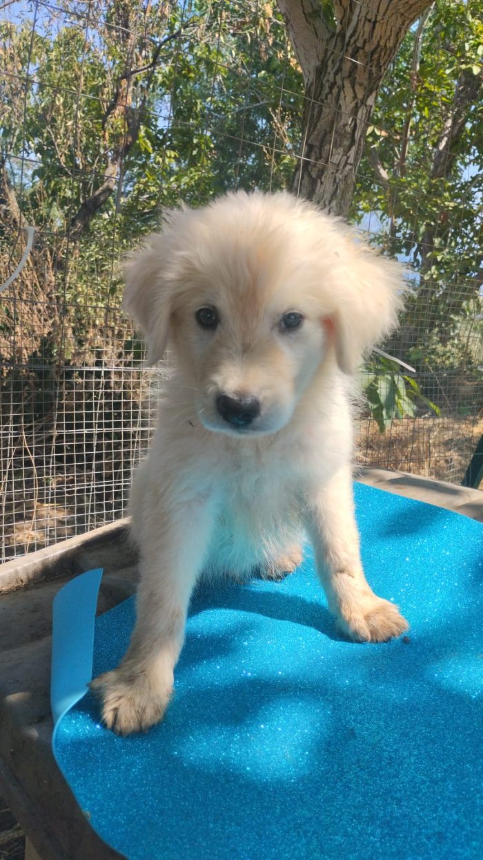🐾 CUCCIOLO KIMO CERCA CASA 🏠❤️ - media 8