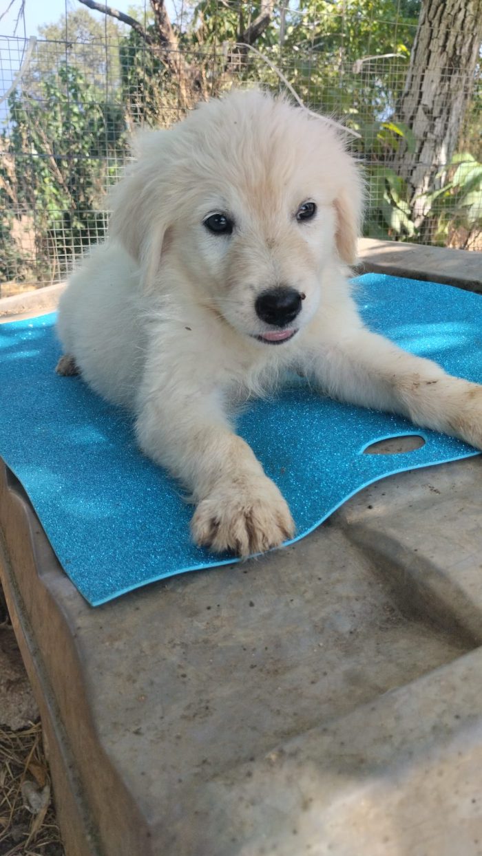 🐾 CUCCIOLO KIMO CERCA CASA 🏠❤️ - media 10