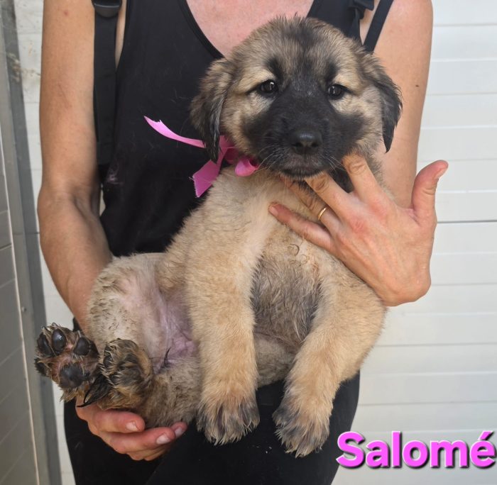 SALOME' CUCCIOLA SIMIL CAUCASO