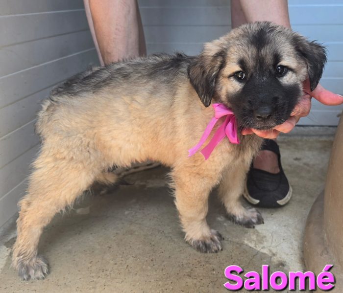 SALOME' CUCCIOLA SIMIL CAUCASO