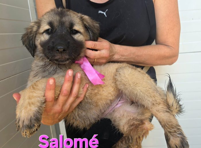 SALOME' CUCCIOLA SIMIL CAUCASO