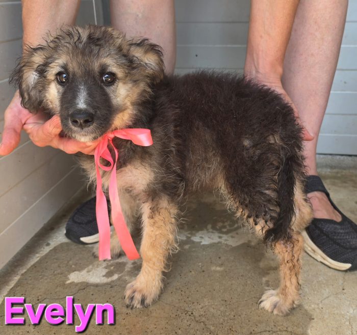 Evelyn cucciola simil pastore tedesco