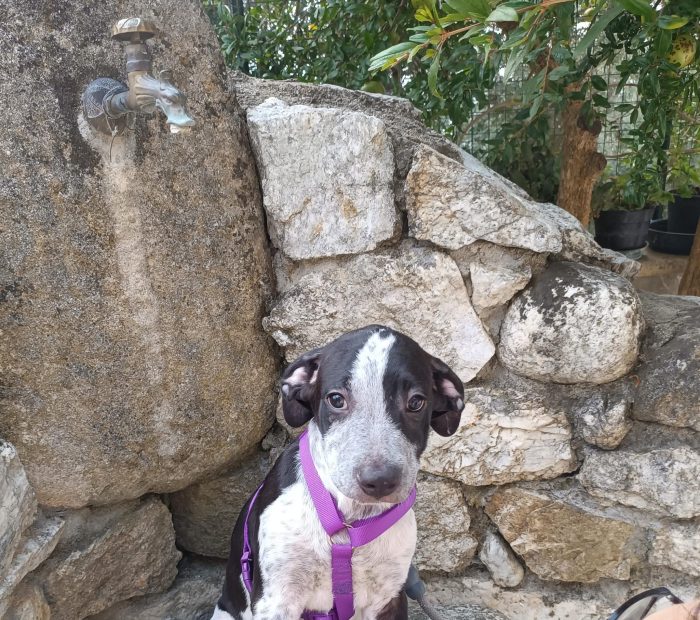 CUCCIOLO REMI  🐾 CERCA CASA 🏠❤️