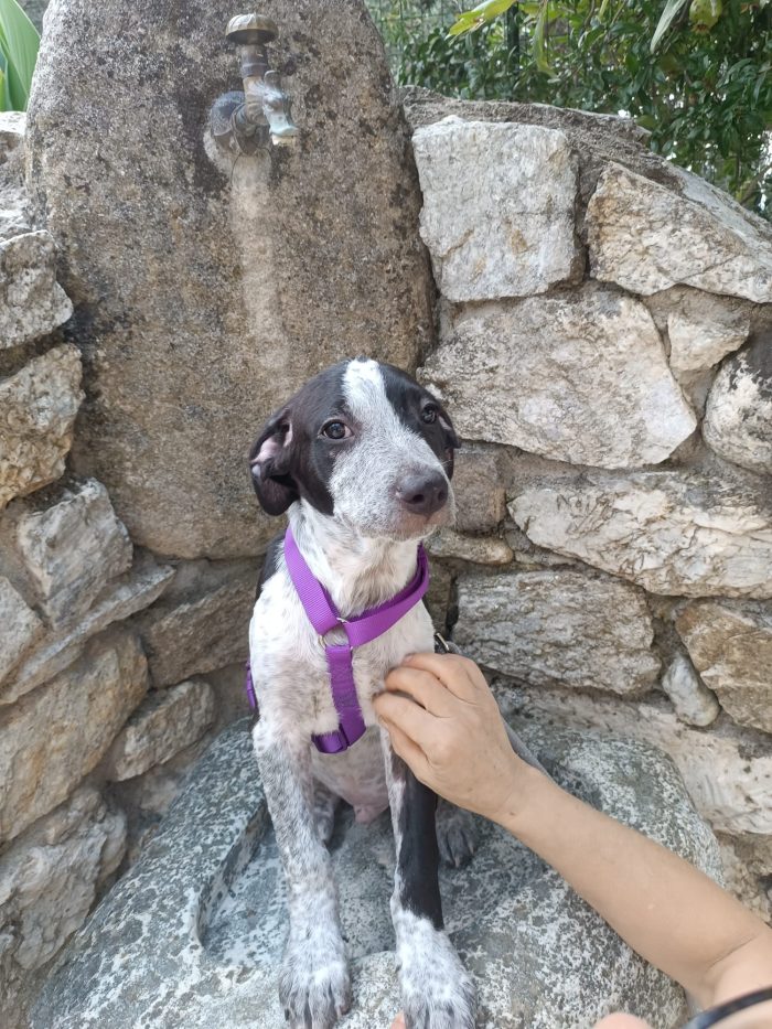 CUCCIOLO REMI  🐾 CERCA CASA 🏠❤️