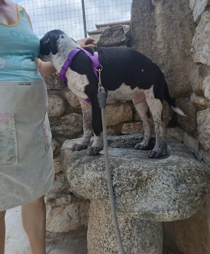 CUCCIOLO REMI  🐾 CERCA CASA 🏠❤️
