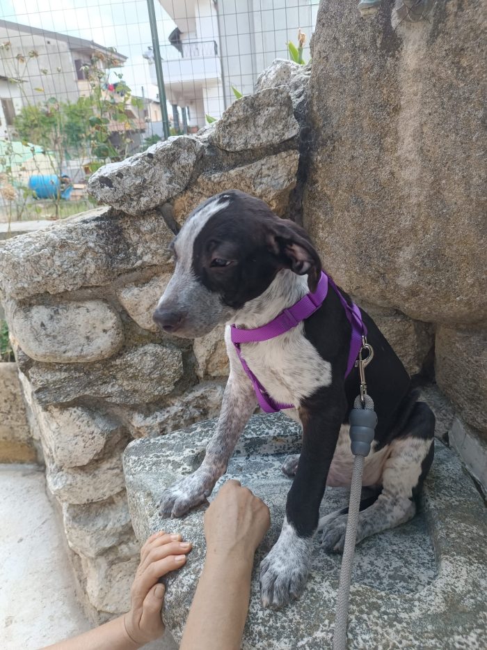 CUCCIOLO REMI  🐾 CERCA CASA 🏠❤️ - media 7