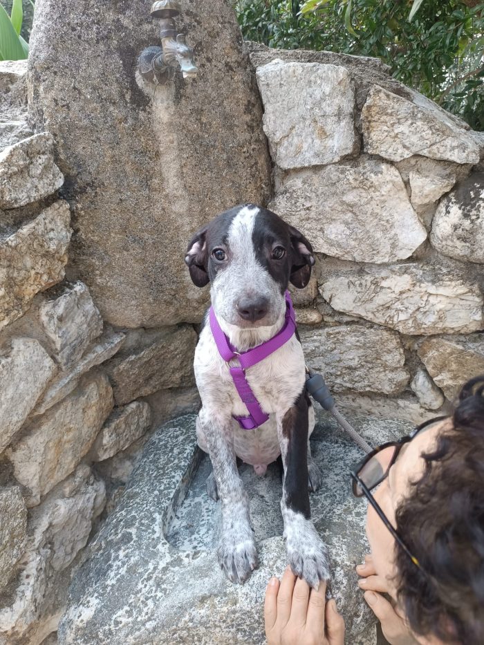 CUCCIOLO REMI  🐾 CERCA CASA 🏠❤️ - media 6