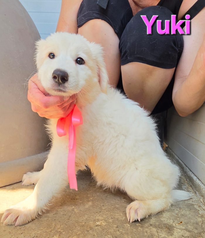 Yuki cucciola simil pastore