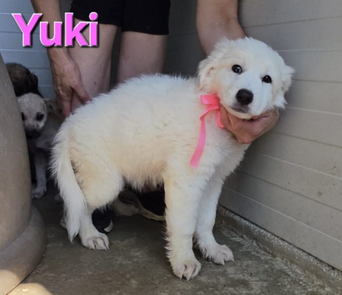 Yuki cucciola maremmano/abruzzese - media 4