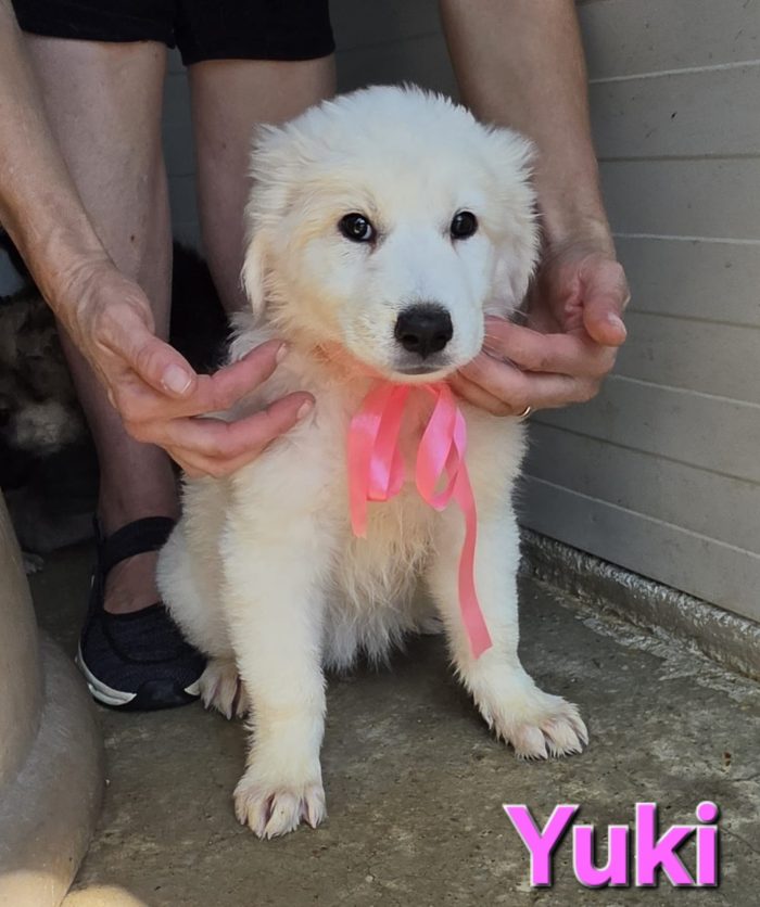 Yuki cucciola simil pastore