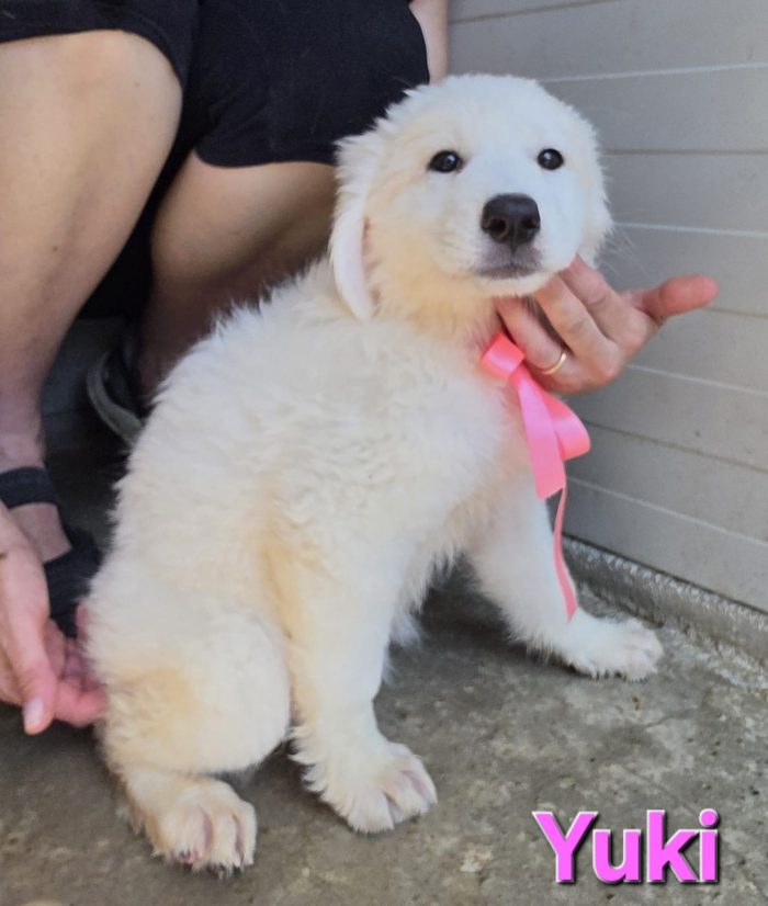 Yuki cucciola simil pastore