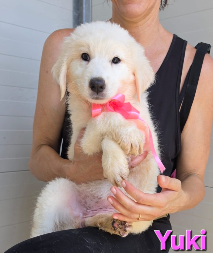 Yuki cucciola maremmano/abruzzese - media 6