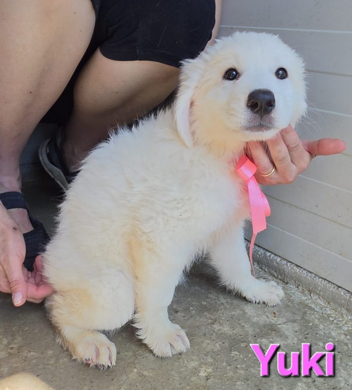 Yuki cucciola maremmano/abruzzese - media 5
