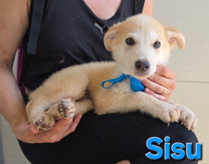 Sisu cucciolo maschio simil husky