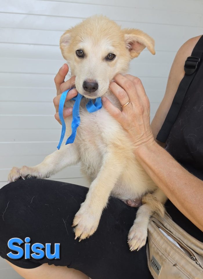 Sisu cucciolo maschio simil husky