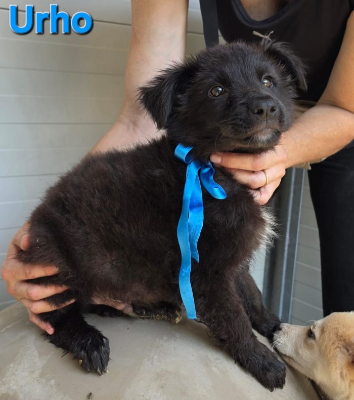 URHO CUCCIOLO MASCHIO SIMIL PASTORE BELGA - media 6