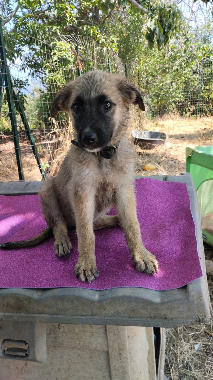 ❤️CUCCIOLA MILLY CERCA LA SUA CASA PER SEMPRE 🏠 - media 5