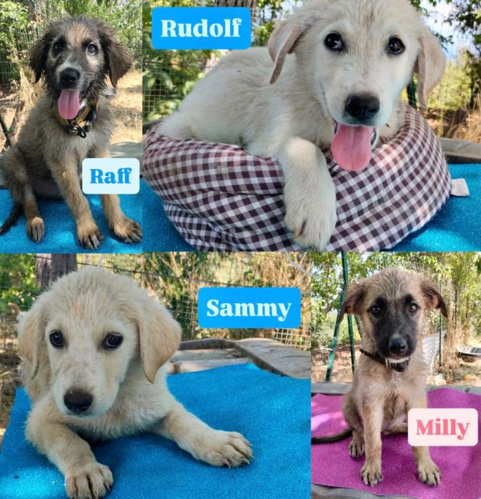 ❤️CUCCIOLA MILLY CERCA LA SUA CASA PER SEMPRE 🏠 - media 8