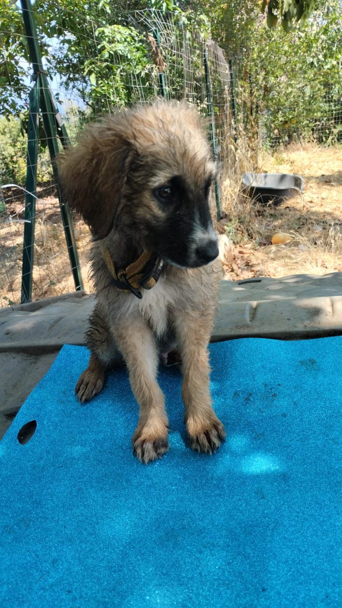 🩵CUCCIOLO RAFF CERCA LA SUA CASA PER SEMPRE 🏠