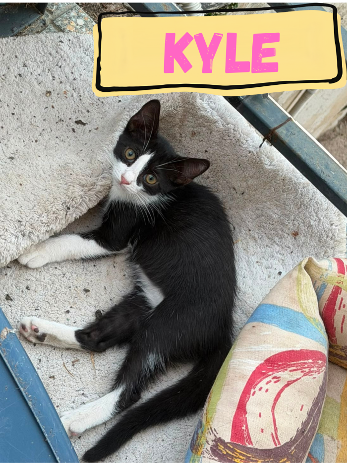 KYLE - gattina di 3 mesi - cerca casa