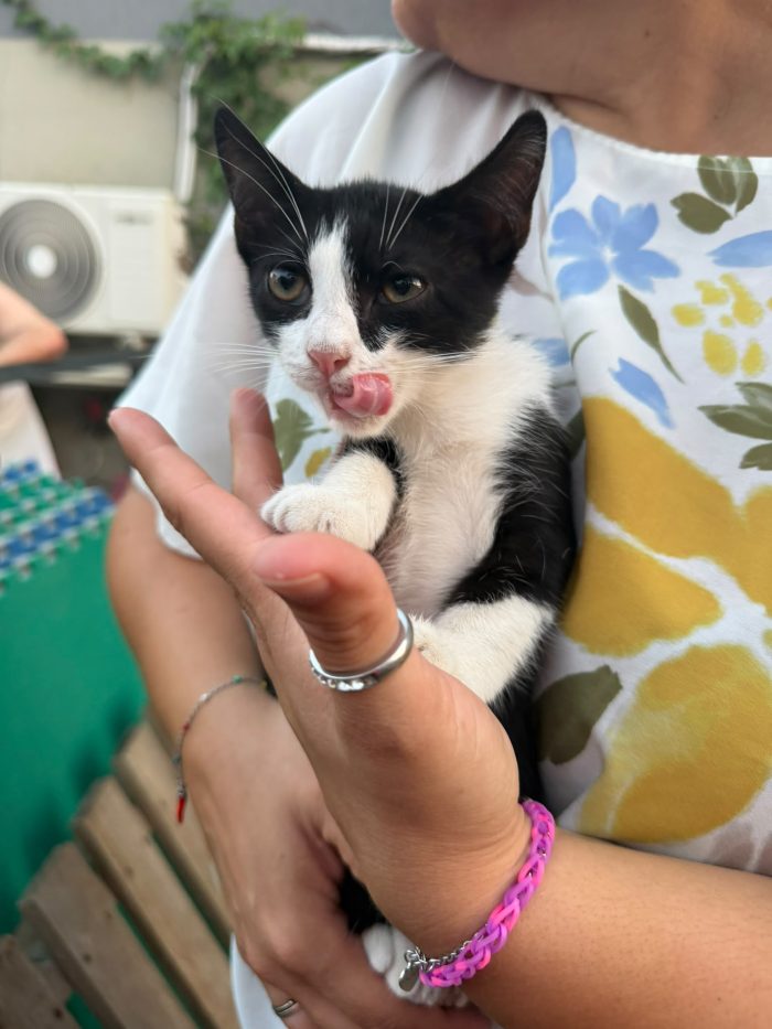 KYLE - gattina di 3 mesi - cerca casa