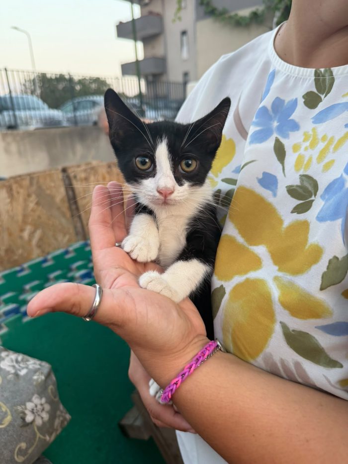 KYLE - gattina di 3 mesi - cerca casa