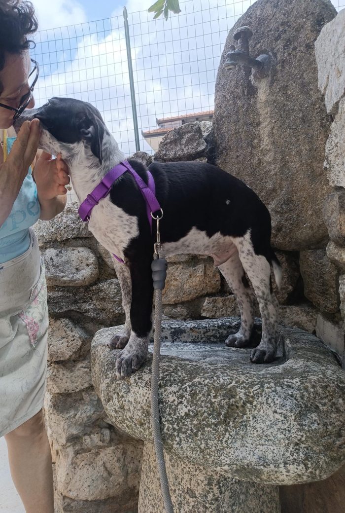 Remì splendido dolce cucciolo cerca casa