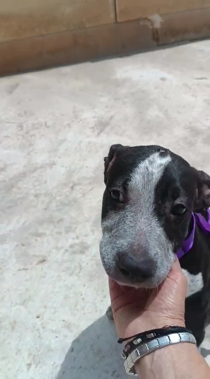 Remì splendido dolce cucciolo cerca casa - media 7