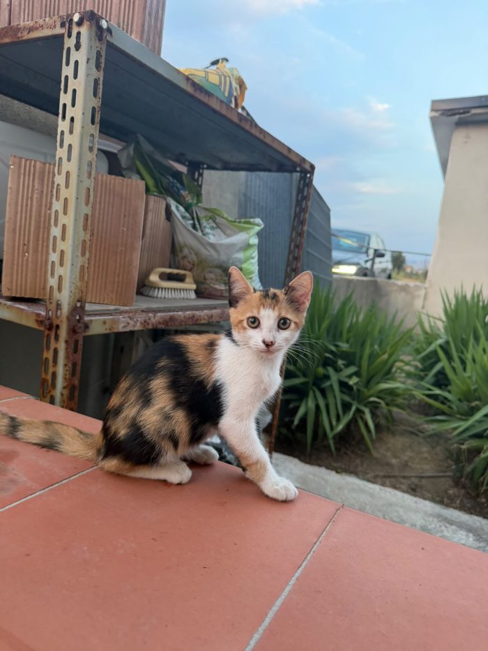 PRETTY - gattina di 3 mesi - cerca casa