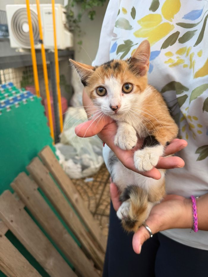 PRETTY - gattina di 3 mesi - cerca casa