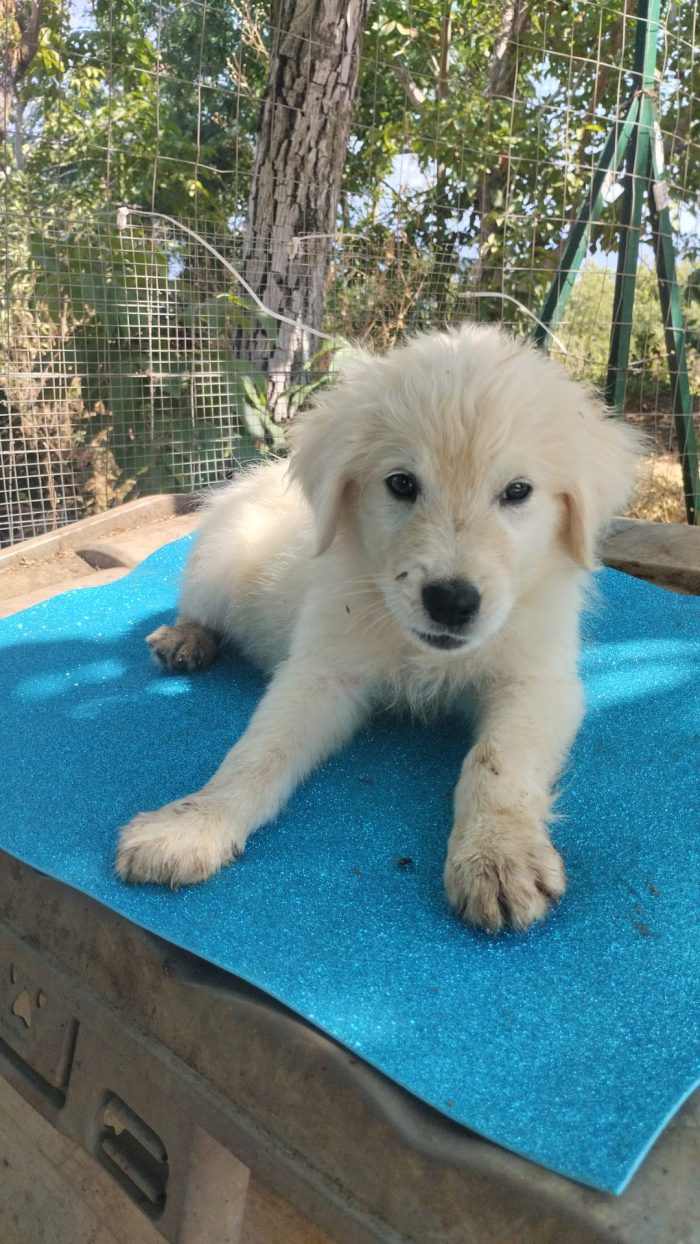 Kimo meraviglioso soffice cucciolo cerca casa - media 8