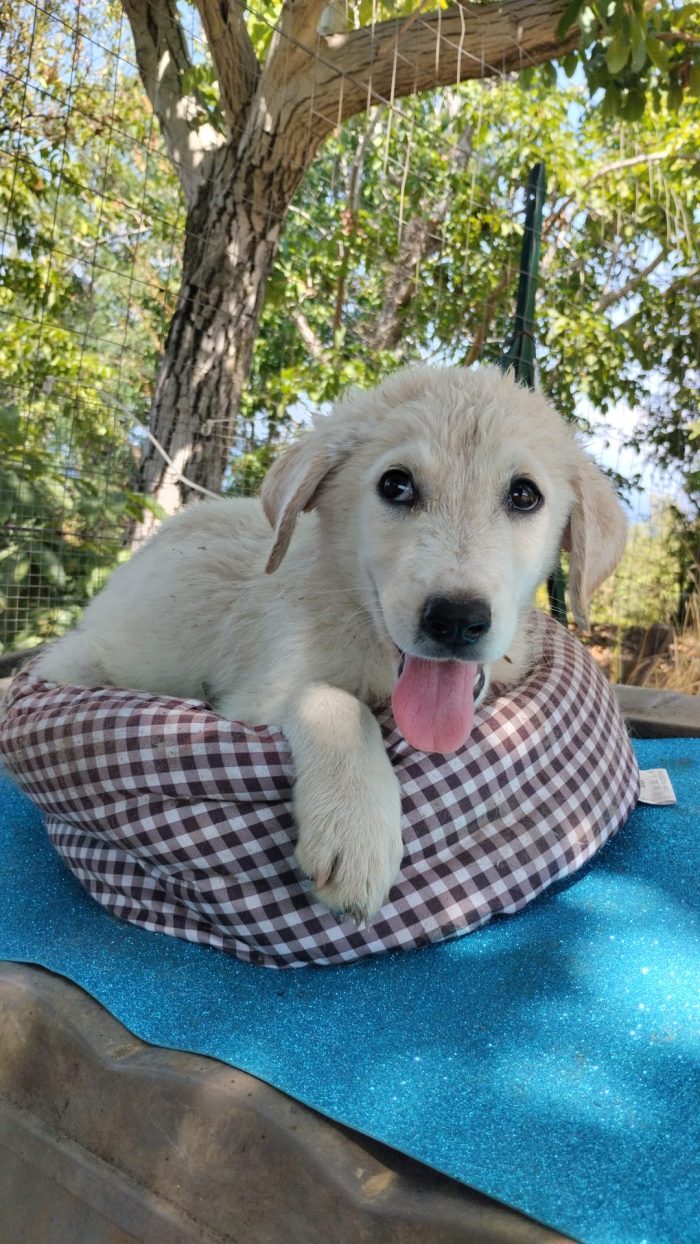 Rudolf splendido dolce cucciolo simil Labrador
