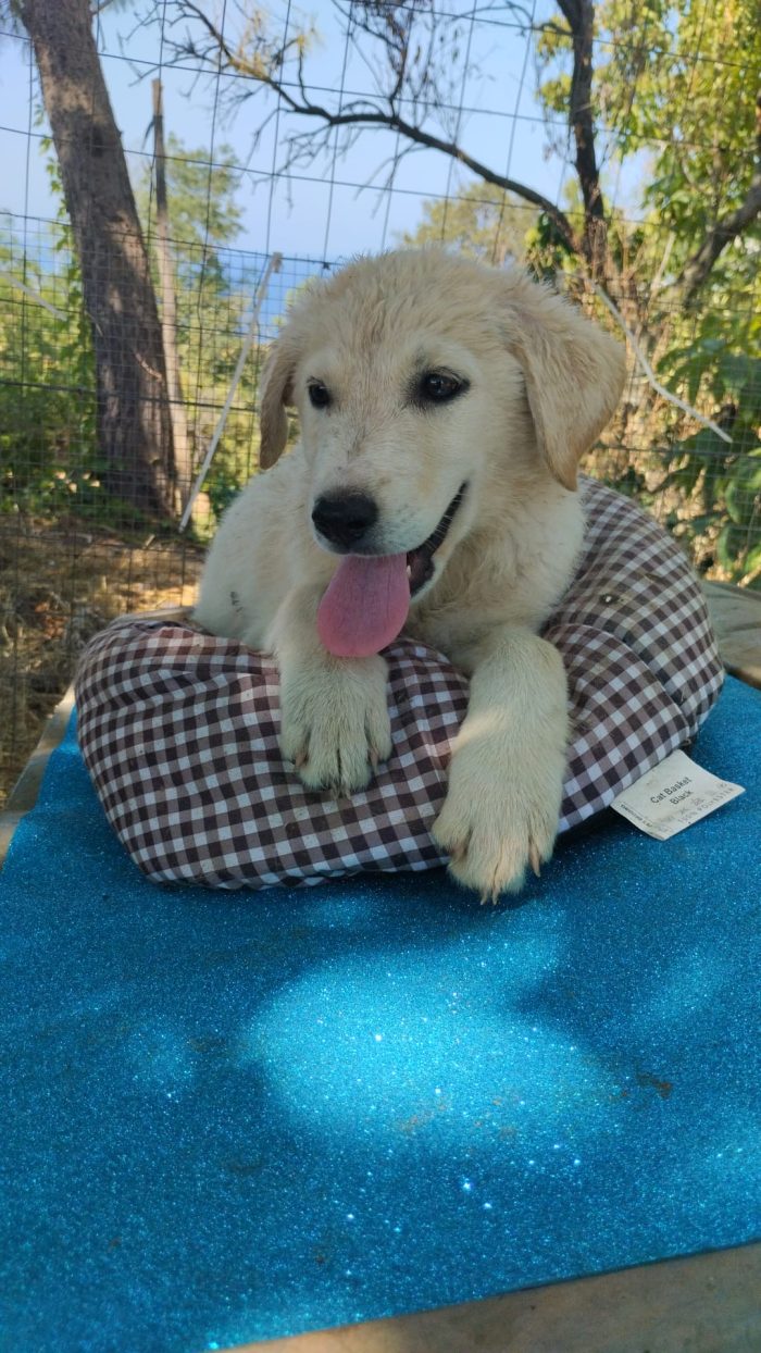 Rudolf splendido dolce cucciolo simil Labrador