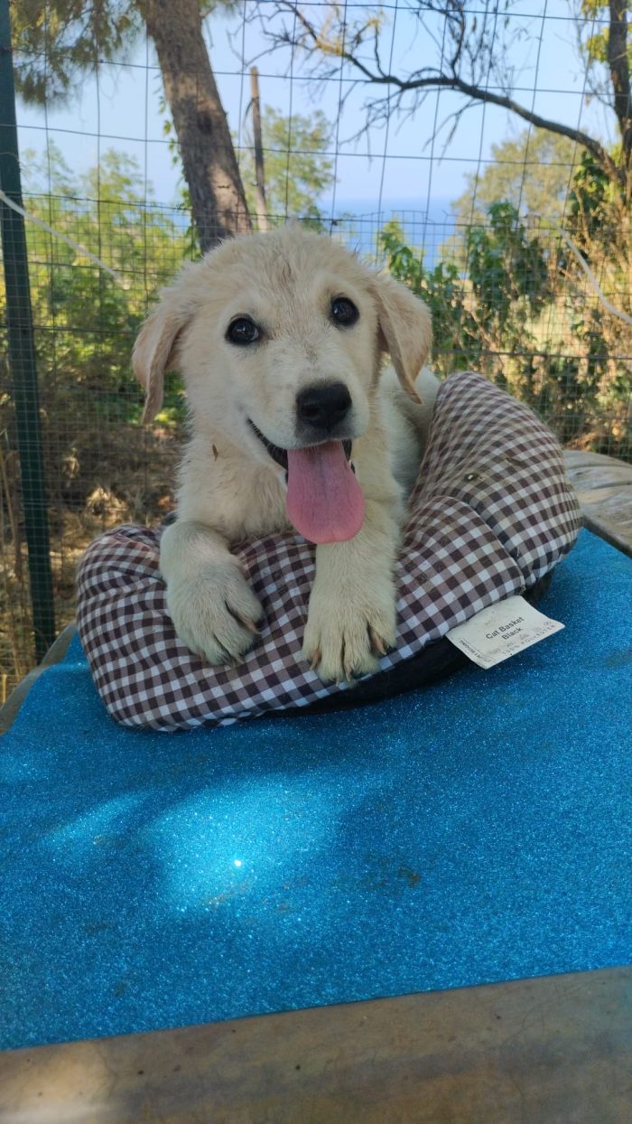 Rudolf splendido dolce cucciolo simil Labrador - media 5