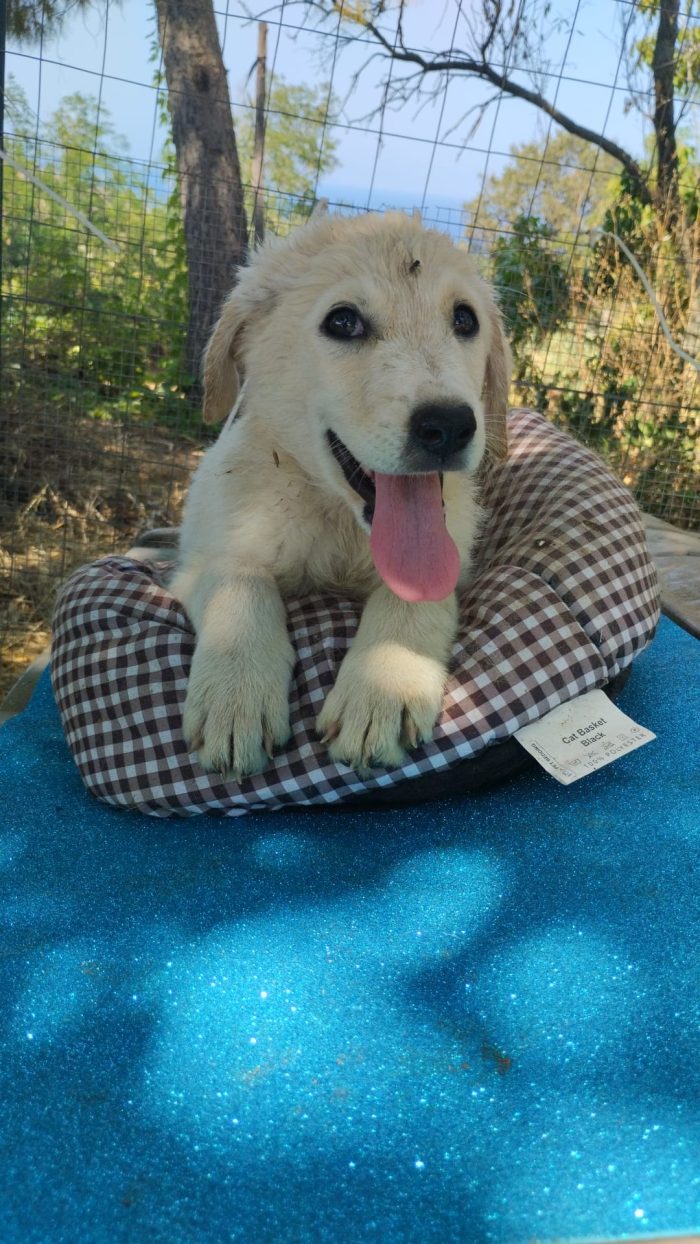 Rudolf splendido dolce cucciolo simil Labrador - media 6